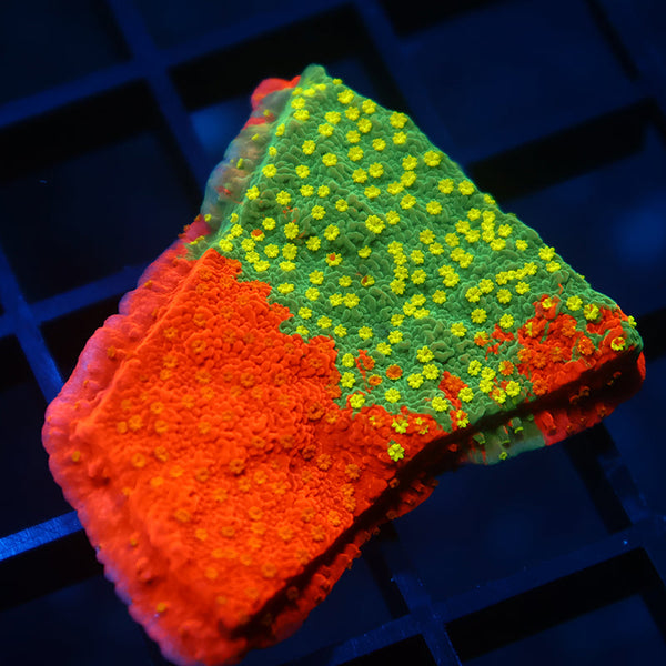 WWC Grafted Sunfire Cap