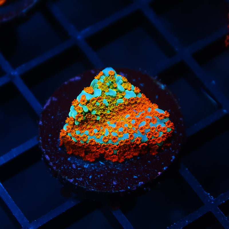 TCK Rainbow Roads Monti