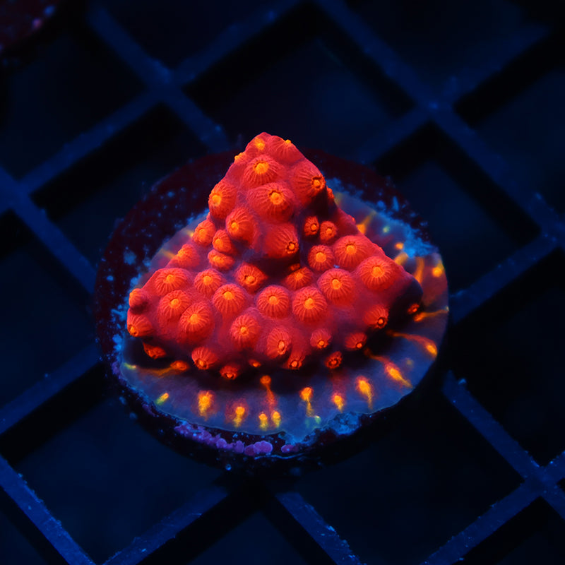 TCK Rainbow Abstract Cyphastrea