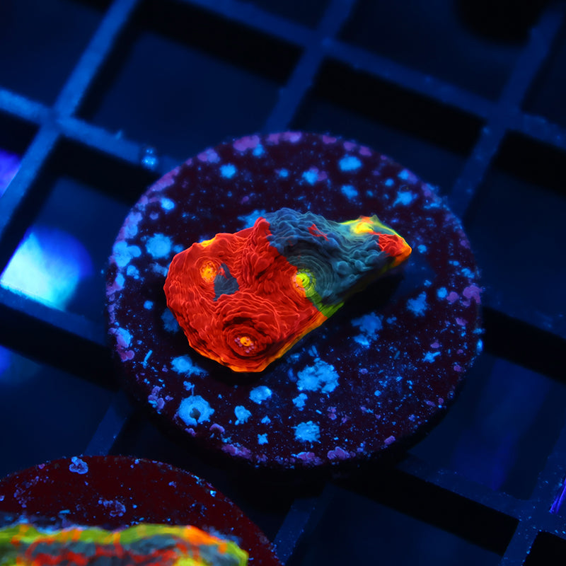 TCK Insanity Rainbow Chalice