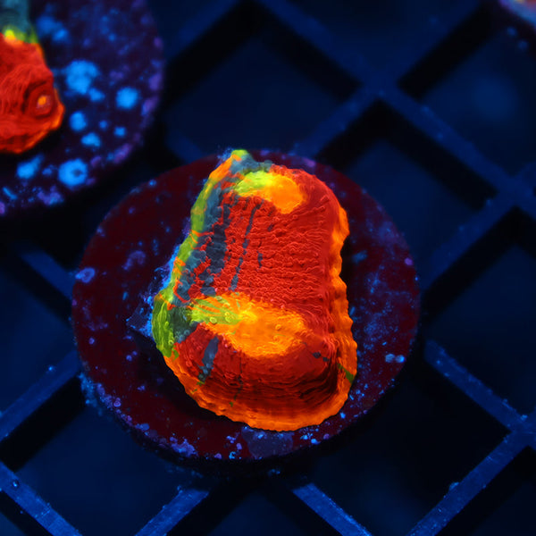 TCK Crazy Rainbow Chalice