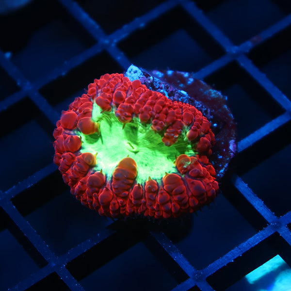 TCK Sour Apple Blasto