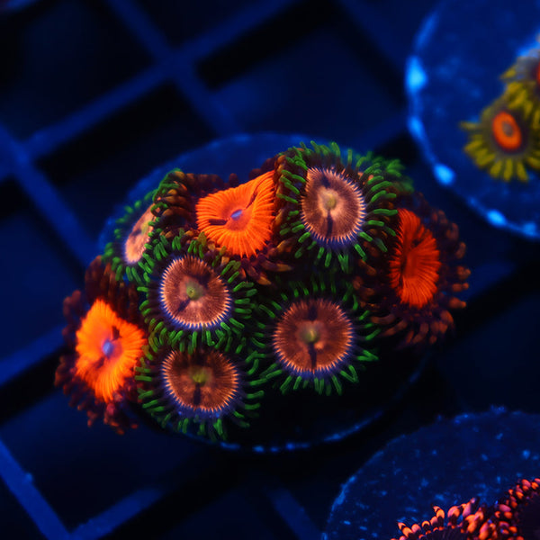 Laser Lemons with WWC Bloodsuckers