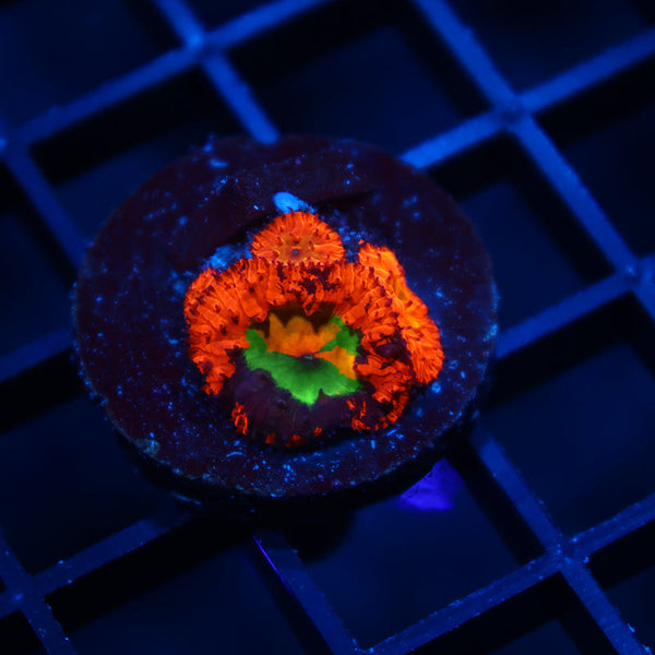 Insane OG WWC Rainbow Blasto