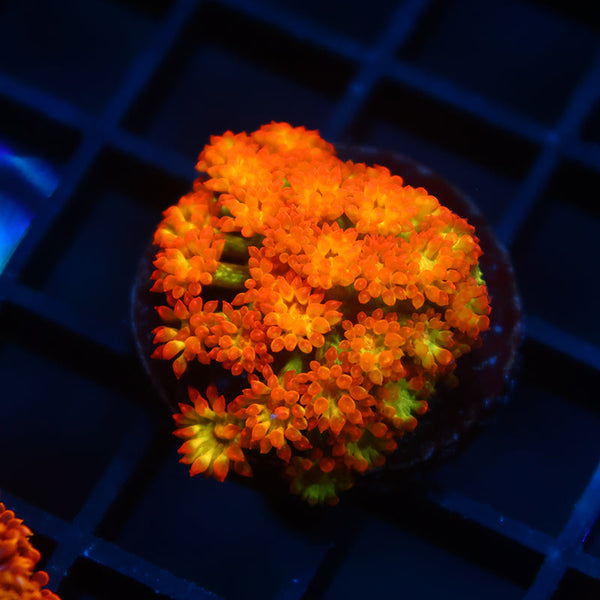 TCK Combustion Goni Bernardpora