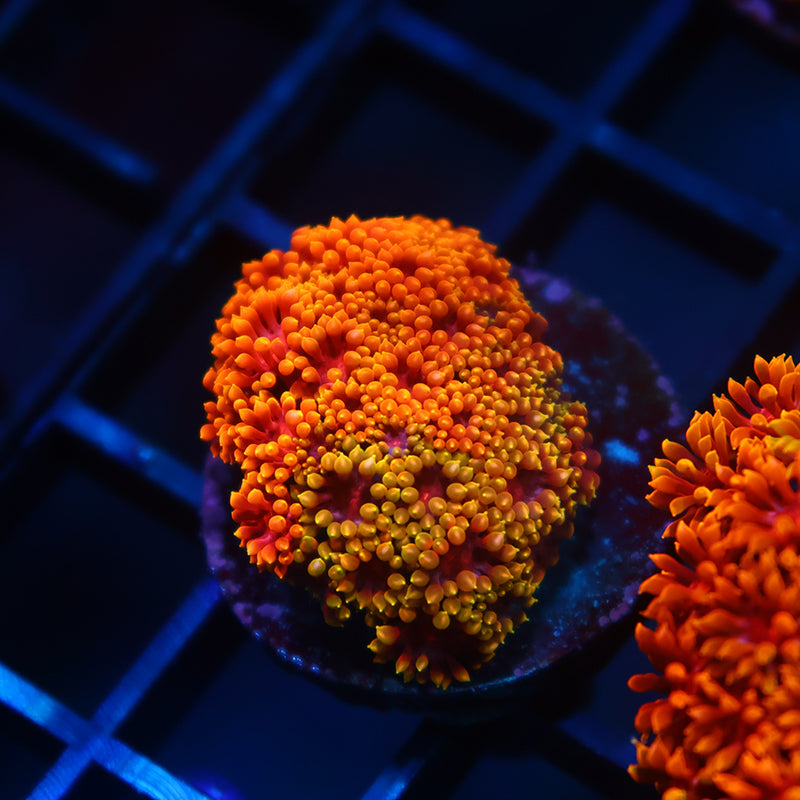 TCK Grafted Rainbow Crunch Goni Bernardpora