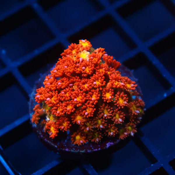 TCK Oddball Goni Bernardpora