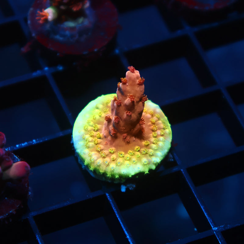 TCK Molten Core