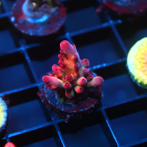 TCK Poisonberry Granulosa