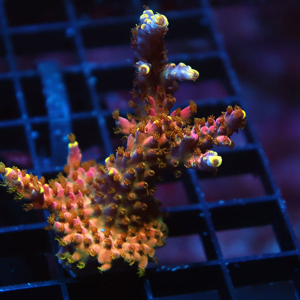 Lg TCK Birthday Cake Acro