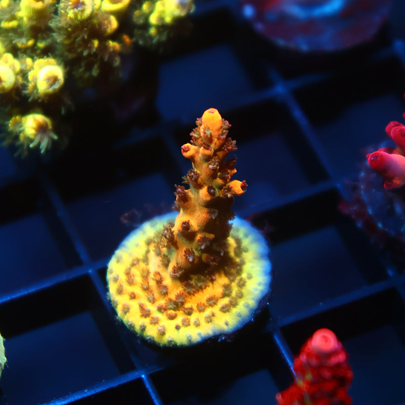 OG Tyree Pink Lemonade