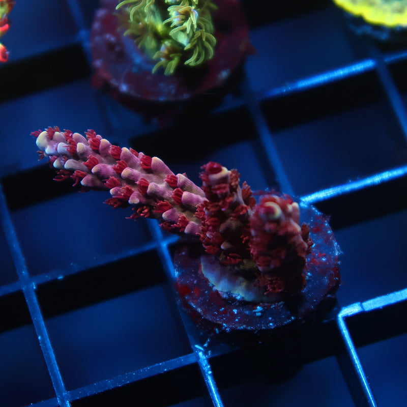 Sanjay's Grape Concord