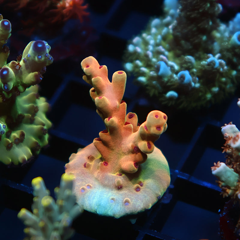 TCK Rainbow Meltdown