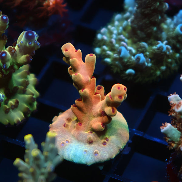 TCK Rainbow Meltdown