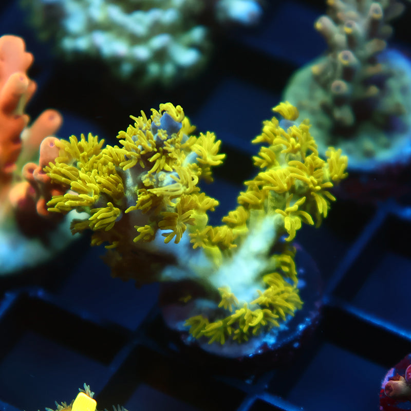 RRC Marvin the Martian