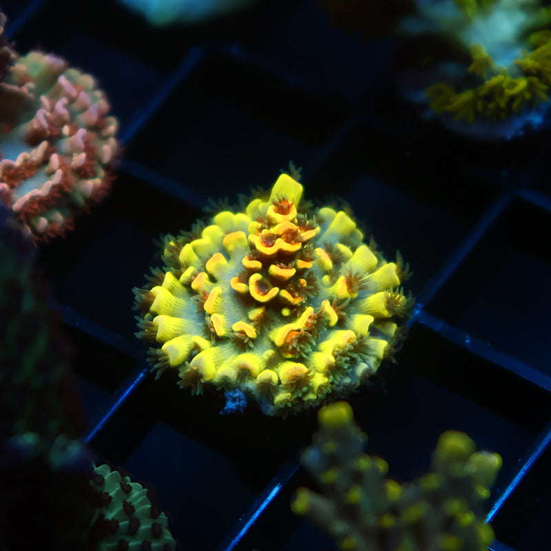 TCK Solar Beam Tenuis