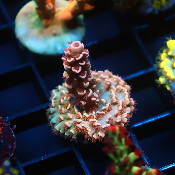 TCK Bubblegum Tenuis