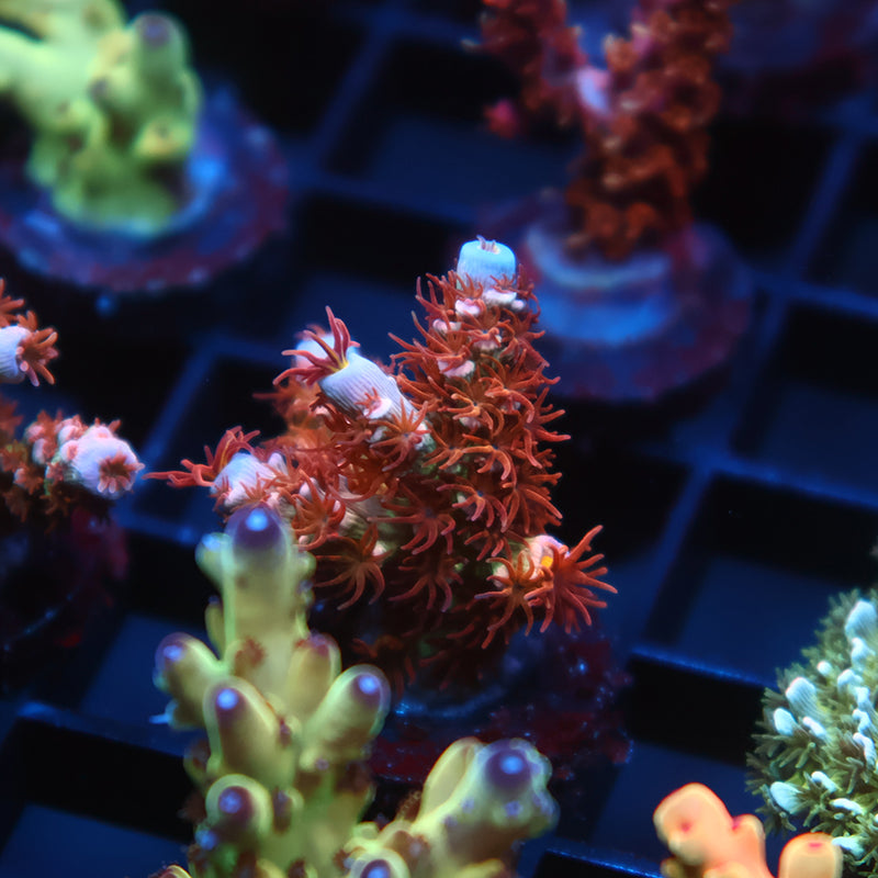 TCK Pink Fire Tenuis