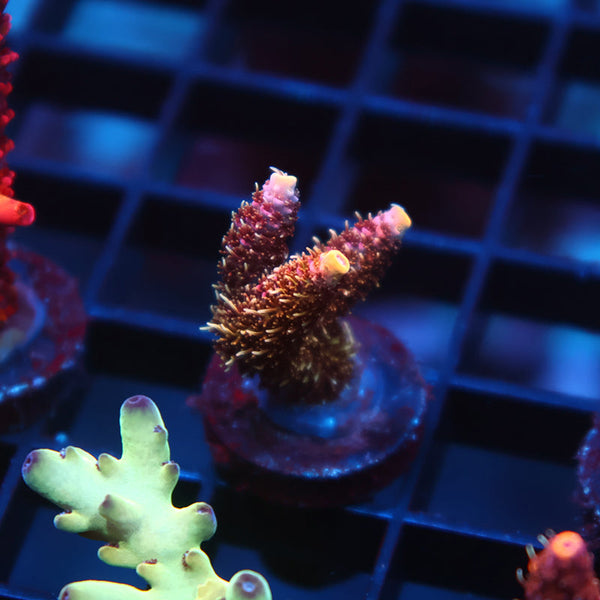 TCK "Mike's Shaggy Redwood" Milli