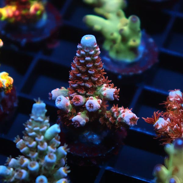 TCK Warhammer Tenuis