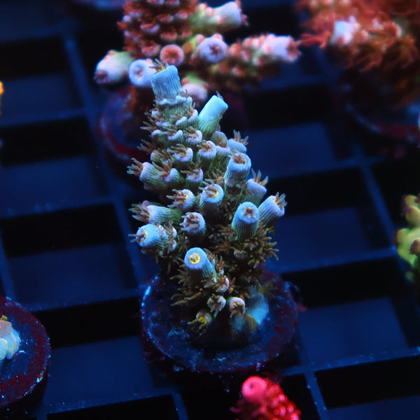 TCK Avalanche Tenuis