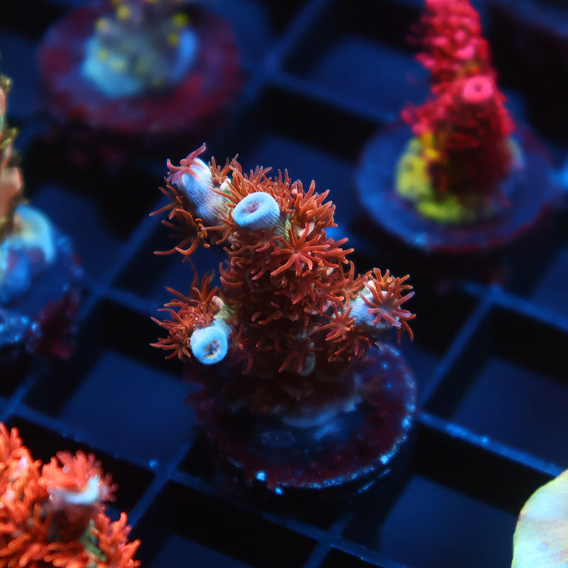 TCK Pink Fire Tenuis