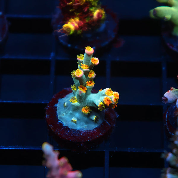 TCK Rainbow Unicorn Speciosa