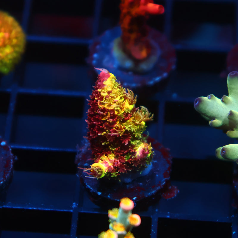 Insane RRC Rainbow Splice