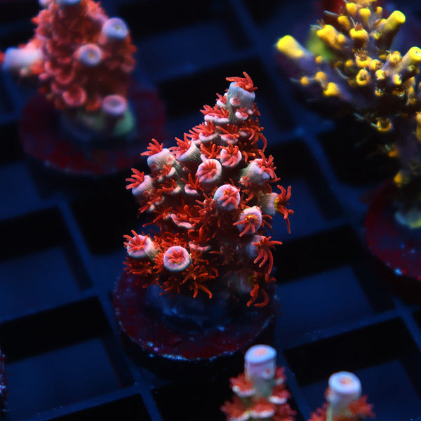 TCK Cherry Bombs Tenuis