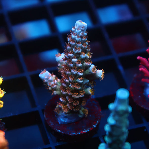 TCK Rainbow Monster Tenuis