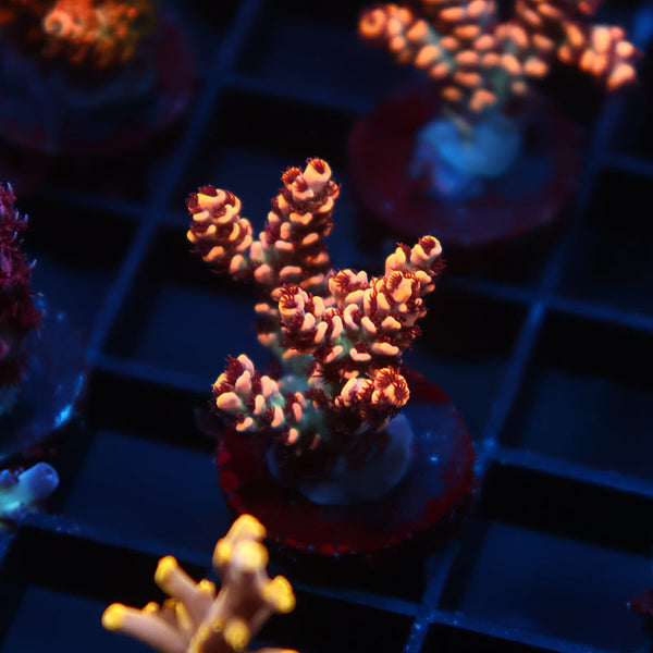 TCK Dragonflight Selago