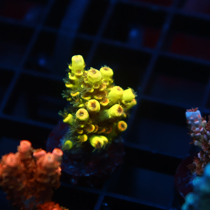 TCK Solar Beam Tenuis