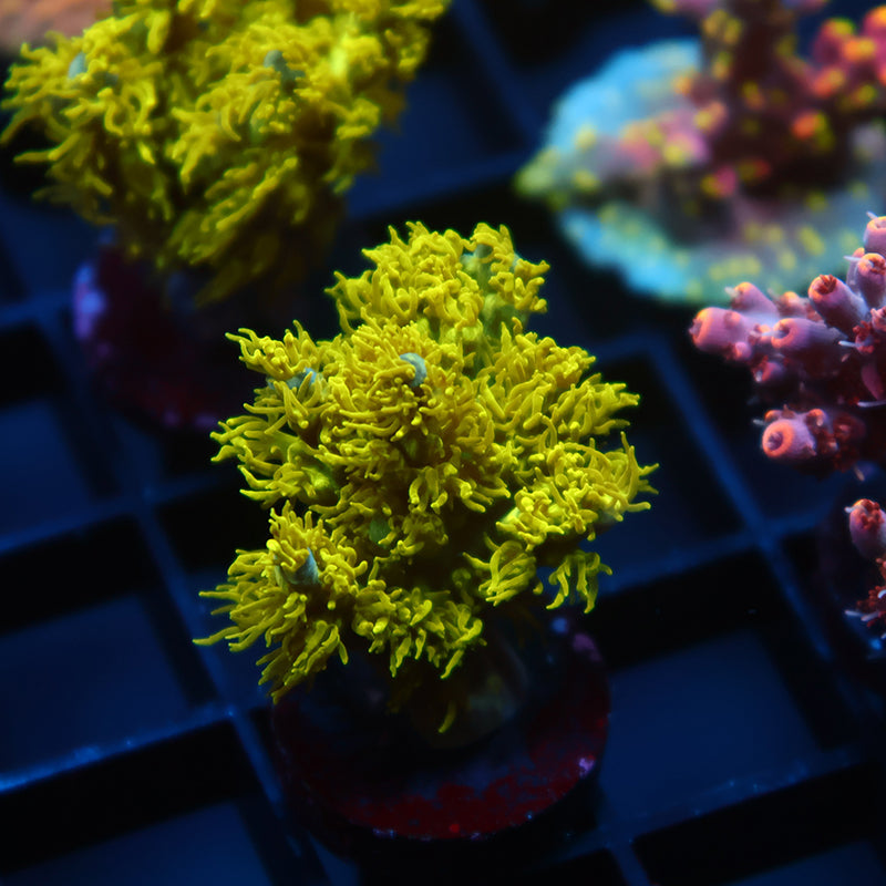 RRC Marvin the Martian