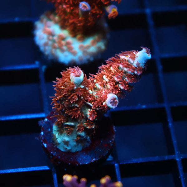 TCK Pink Fire Tenuis