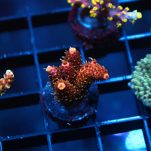 TCK "Mike's Shaggy Redwood" Milli