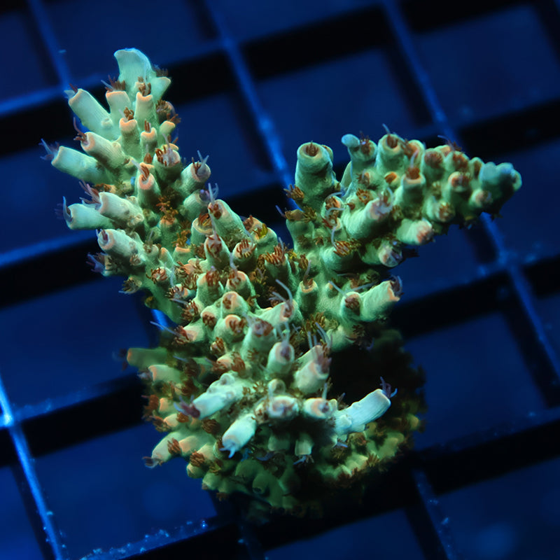 Lg TCK Pink Polyp Shortcake