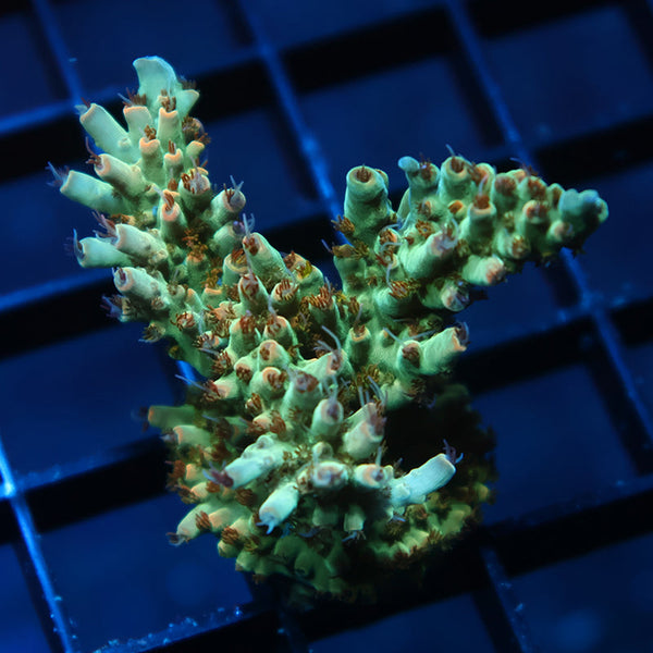 Lg TCK Pink Polyp Shortcake