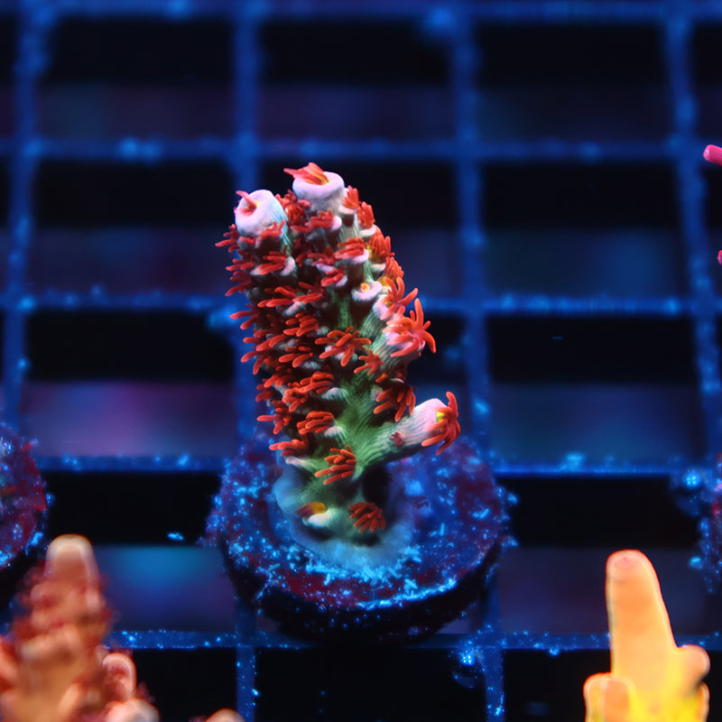 TCK Gamechanger Tenuis