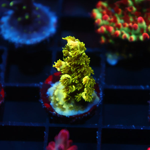 TCK Pink Pineapple Tenuis