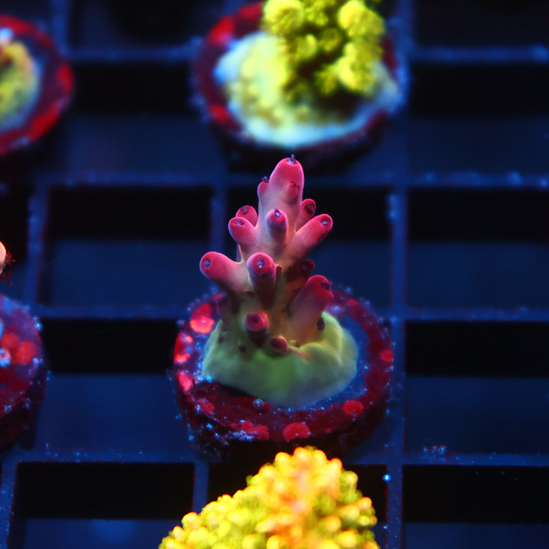 TCK Poisonberry Granulosa