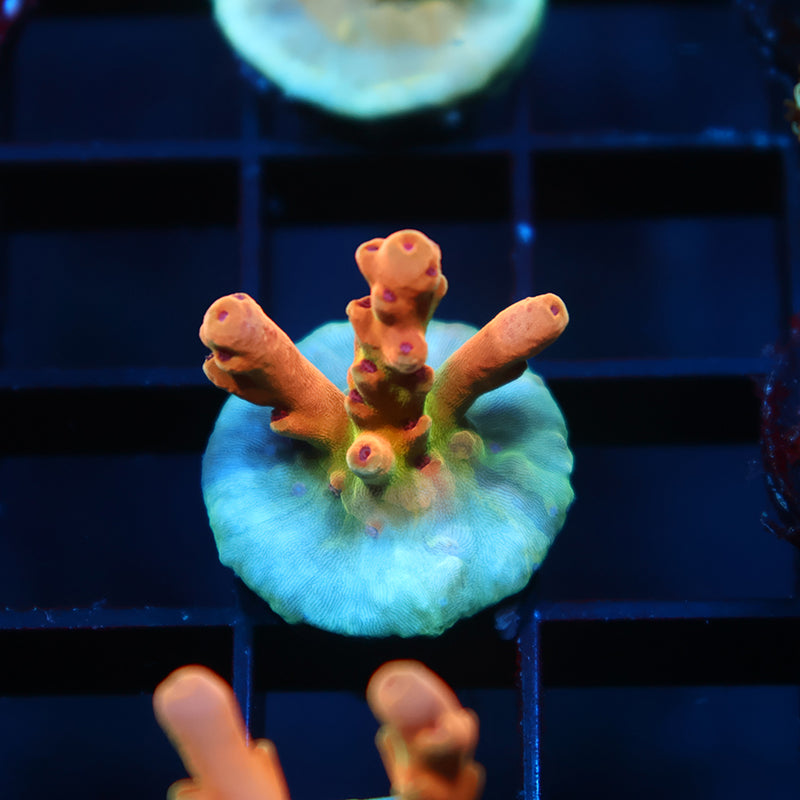 TCK Rainbow Meltdown