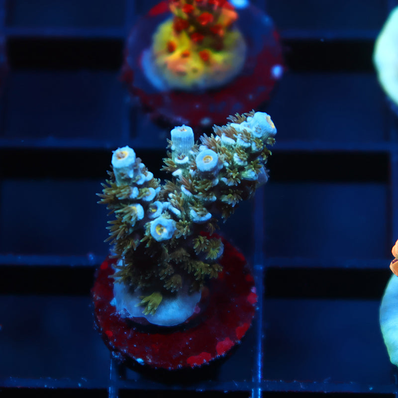 TCK Avalanche Tenuis