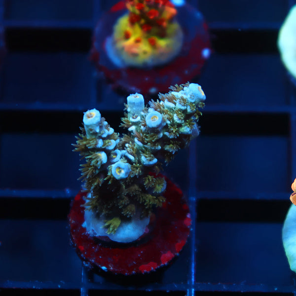 TCK Avalanche Tenuis