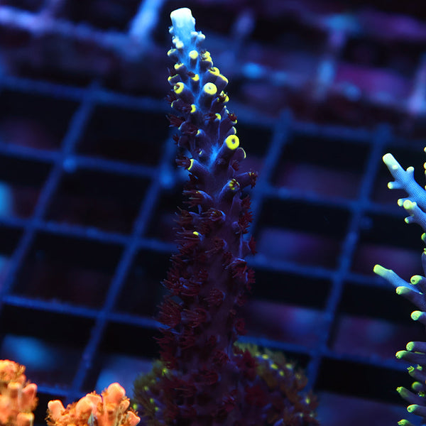 TCK Ultimate Exquisita Stag