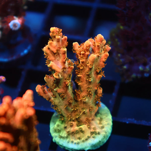 ARC Peach Giant Acro