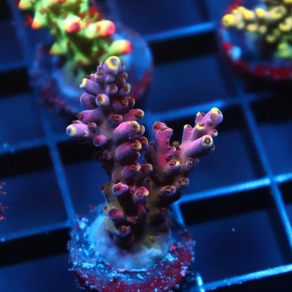 TCK Birthday Cake Acro