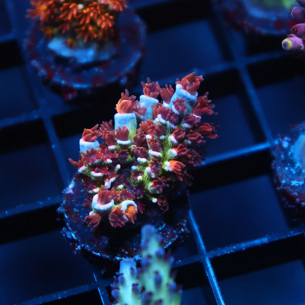 TCK Firestarter Tenuis