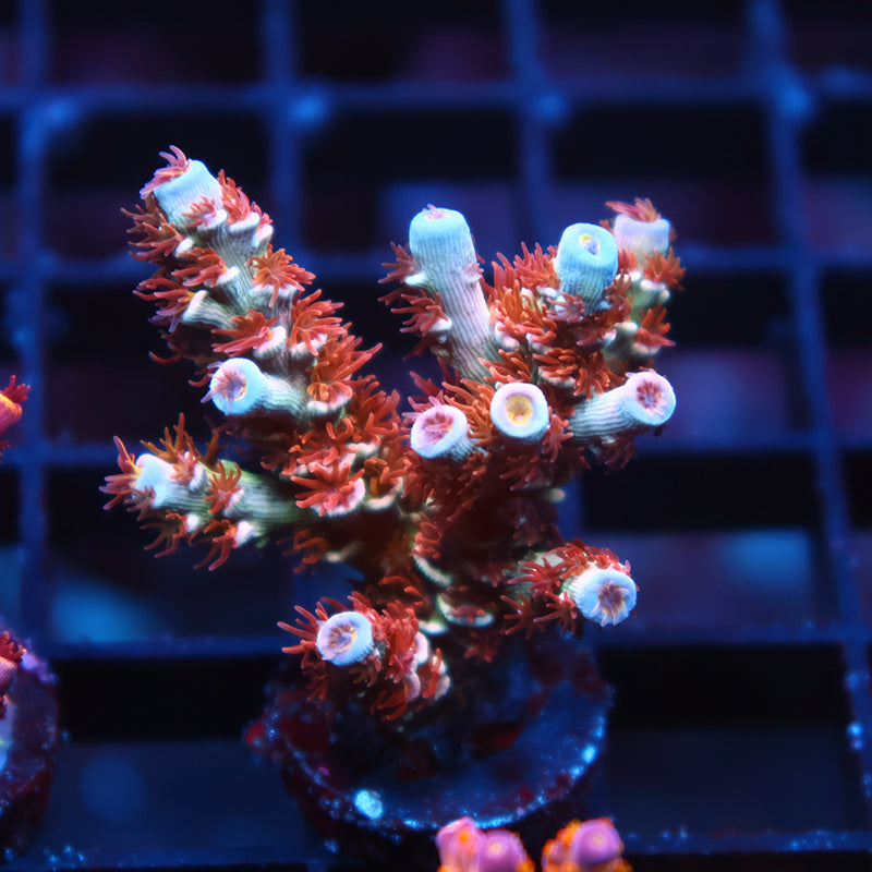 TCK Pink Fire Tenuis