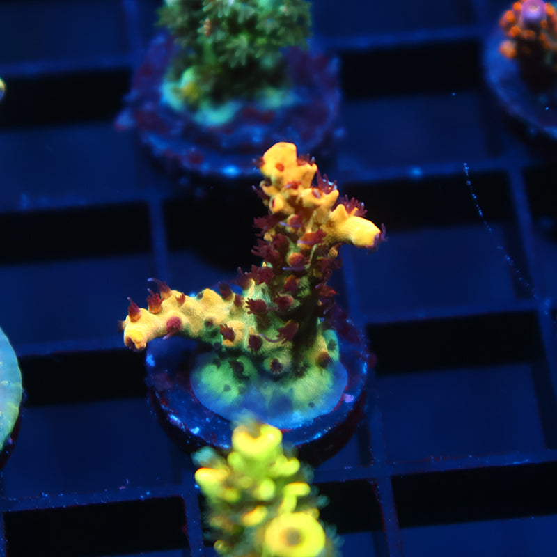 Tyree OG Pink Lemonade