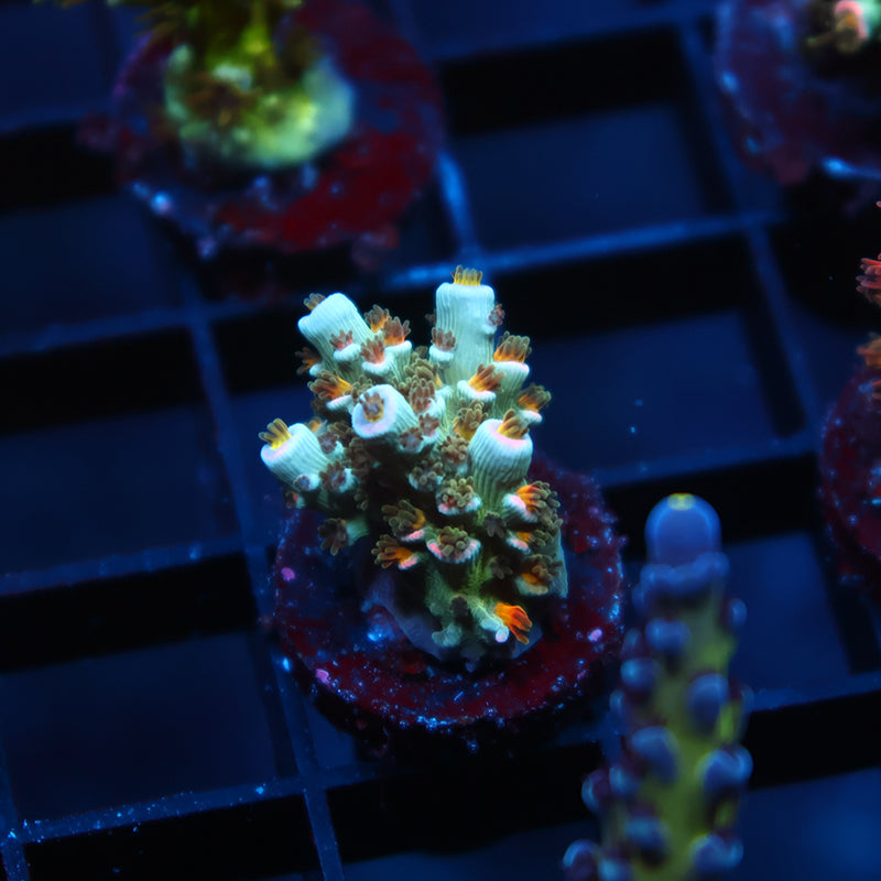 TCK Sweet Candy Tenuis